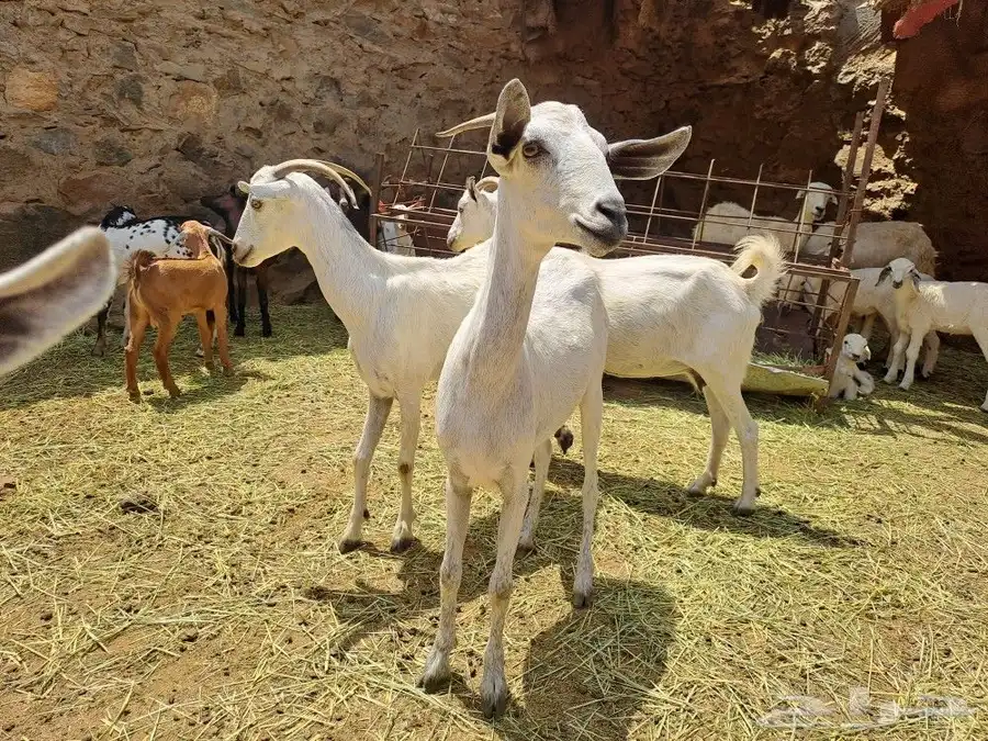 بيشيات صنف 0