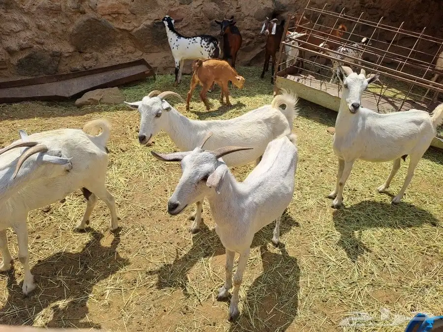 بيشيات صنف 2