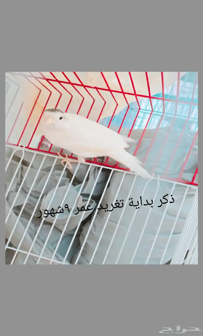 كناري ذكور واناثي واجواز 3