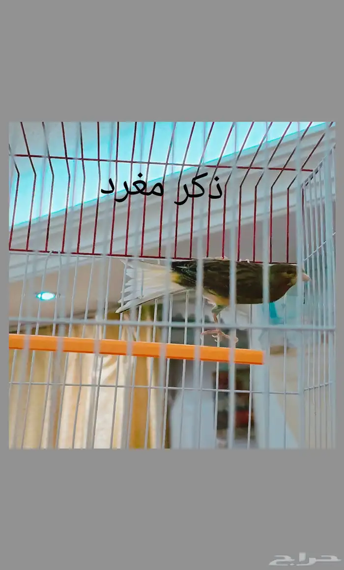 كناري ذكور واناثي واجواز 9
