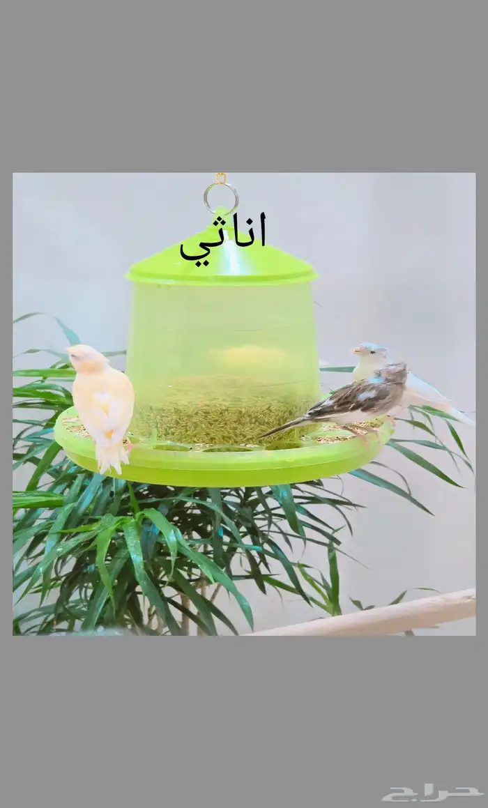 كناري ذكور واناثي واجواز 18