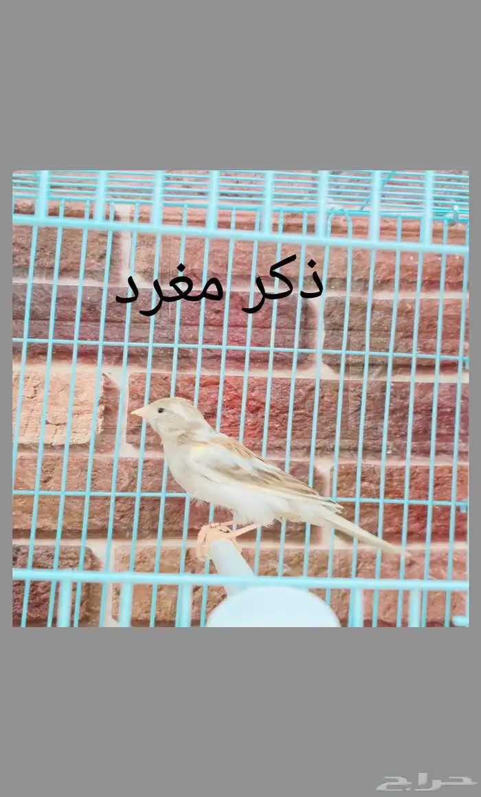 كناري ذكور واناثي واجواز 8