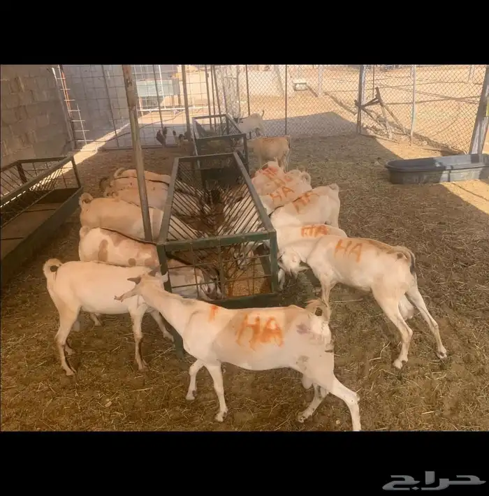 تيوس صومالية لحم ممتاز جذع وثني 0