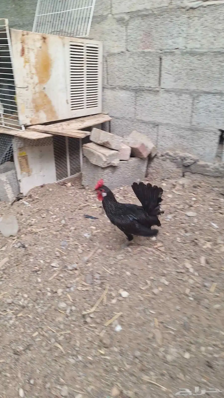 تم البيع 7