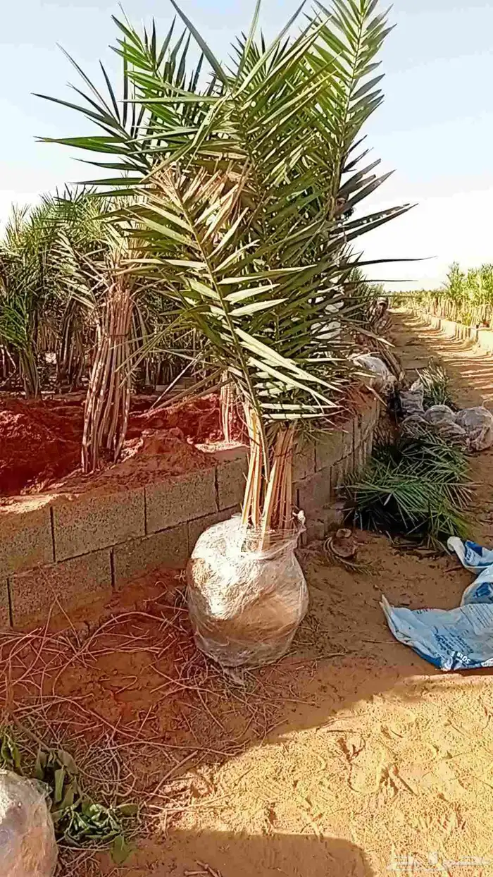 يوجد الدنيا نخل مجذر سكري مجدول صقعي 0