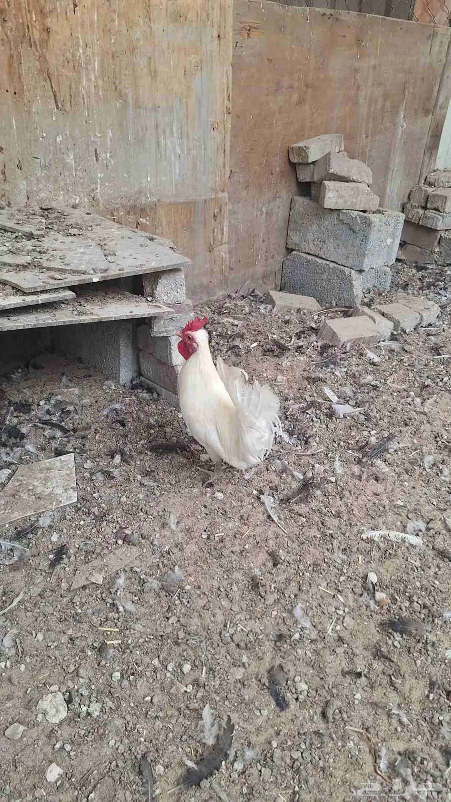 تم البيع 5