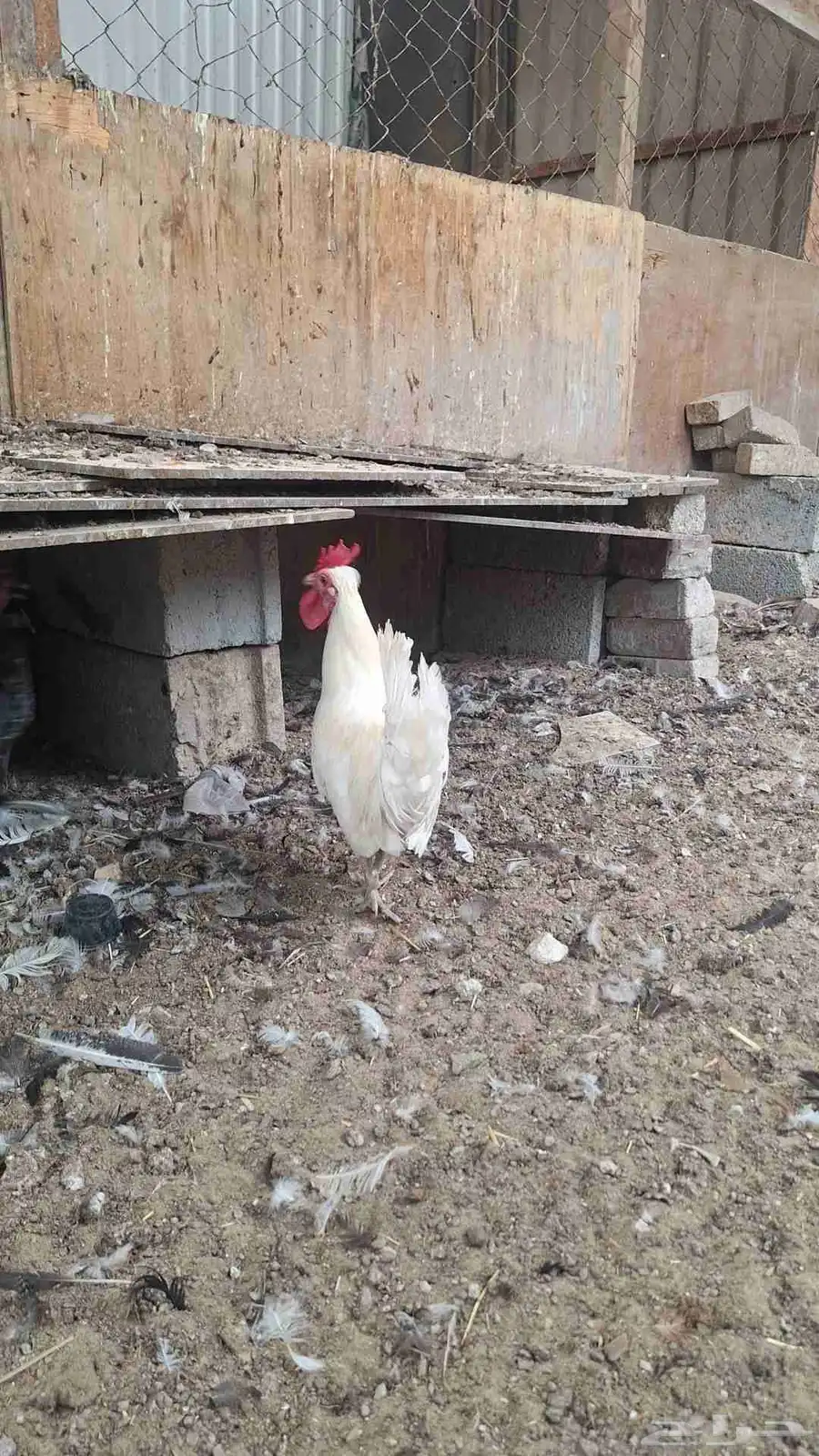 تم البيع 4
