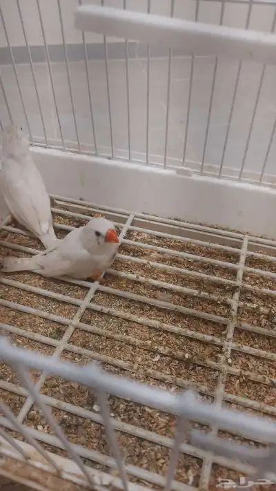زواج زيبرا للبيع بل قفص 1