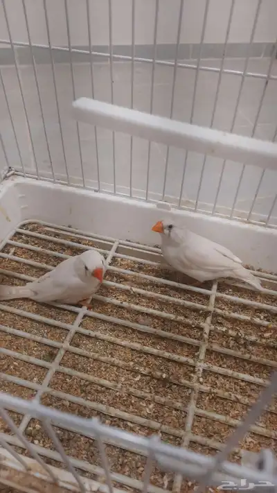 زواج زيبرا للبيع بل قفص 0