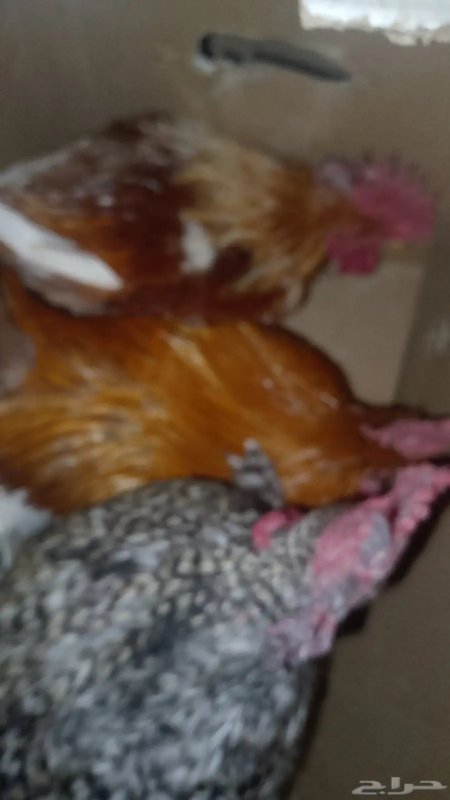 ديوك للبيع بلدي 3