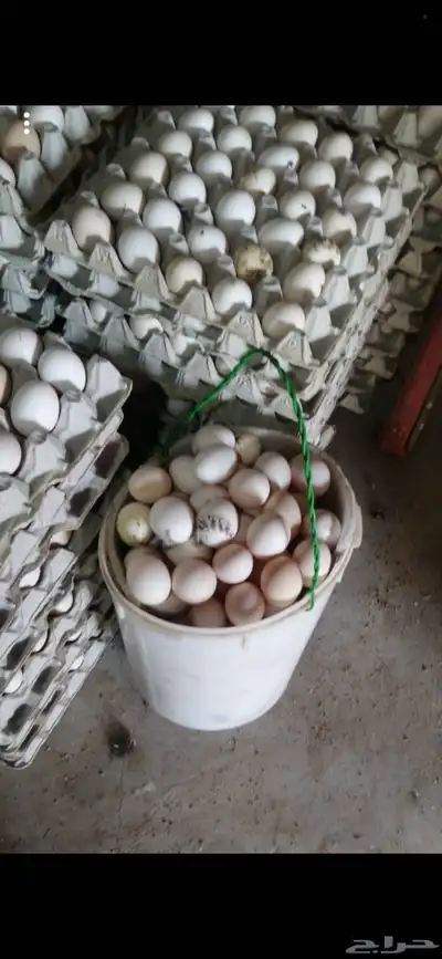 بيض سمان انتاج يومي ولله الحمد... 3