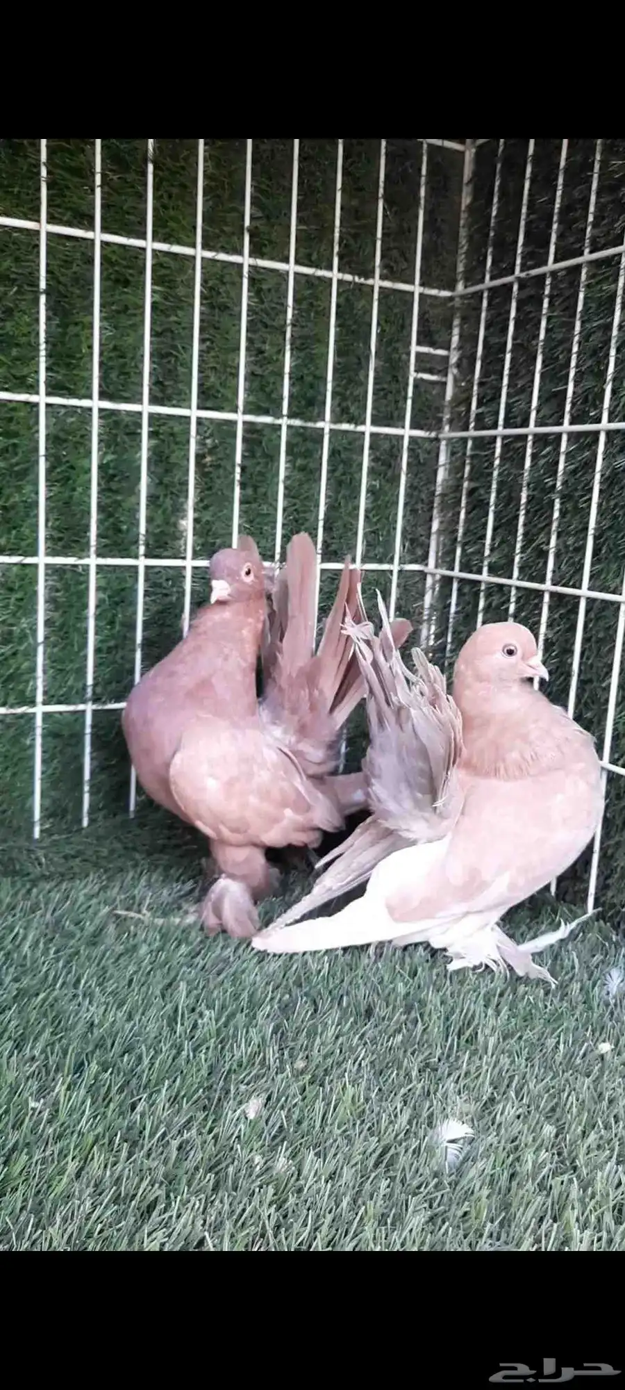 حمام كرنقو ورستوف 5
