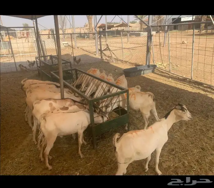 تيوس صومالية لحم ممتاز جذع وثني 1