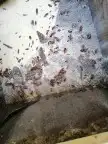 شركة تنظيف منازل شقق فلل مكافحة الحشرات رش مبيدات بالدمام 9