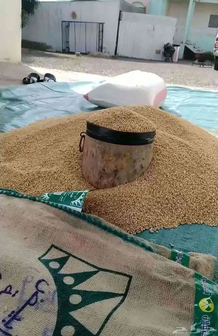 حب بر قياض بدون كيماوي طبيعي عضوي بلسمر 0
