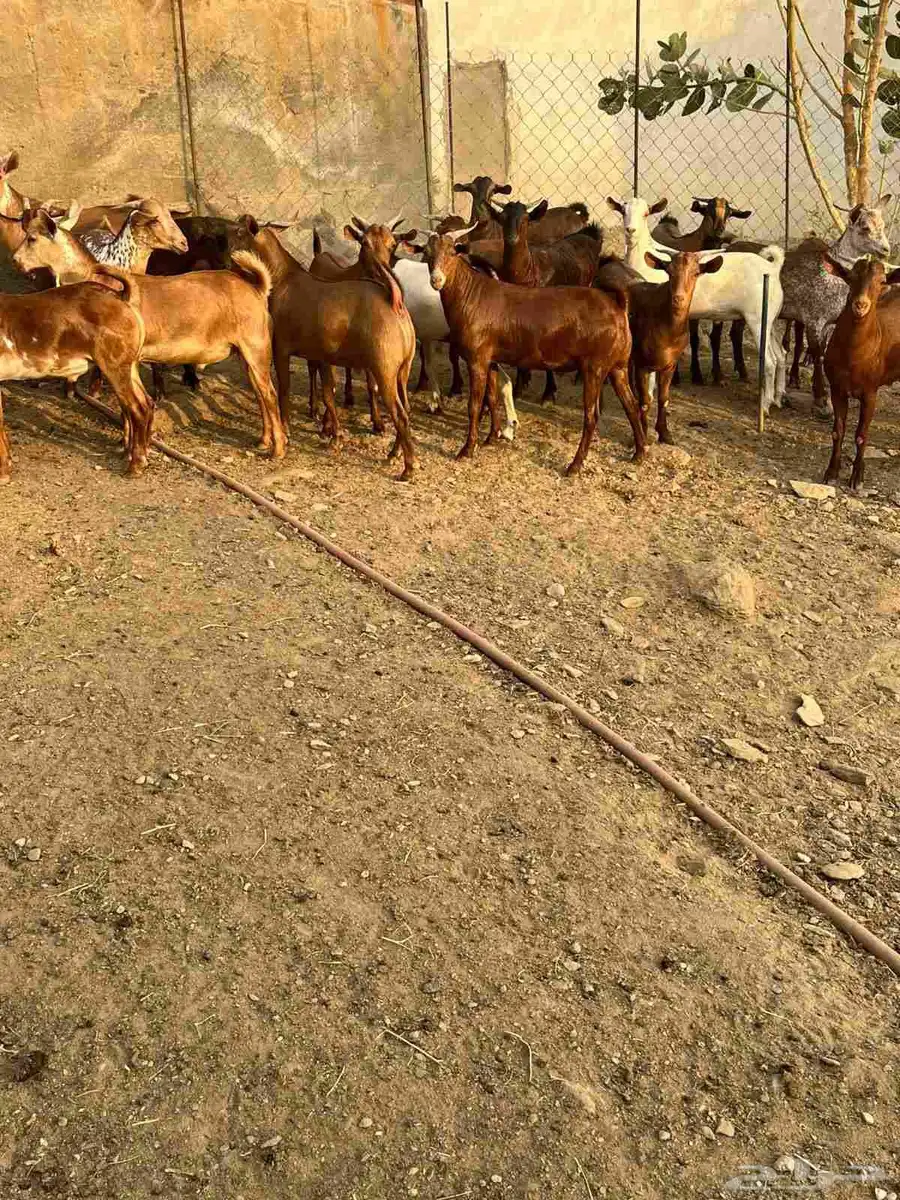 تيوس مناسبات دهم 0