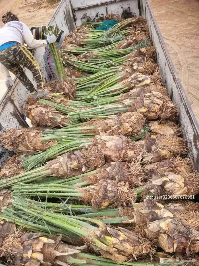 نخل صقعي ومجدول وخلاص 0