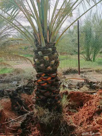يوجد لدينا جميع ارسل نخيل 7
