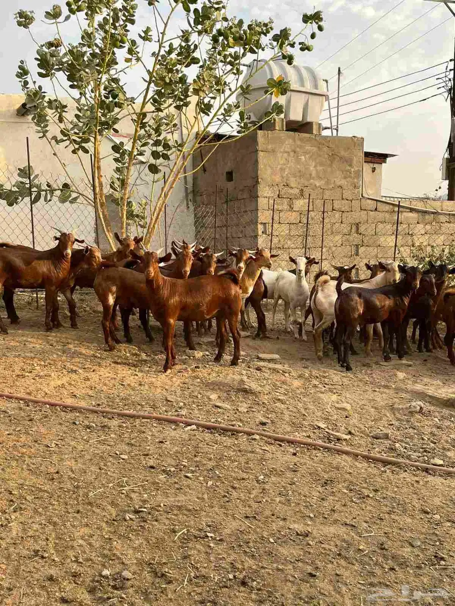 تيوس مناسبات دهم 2