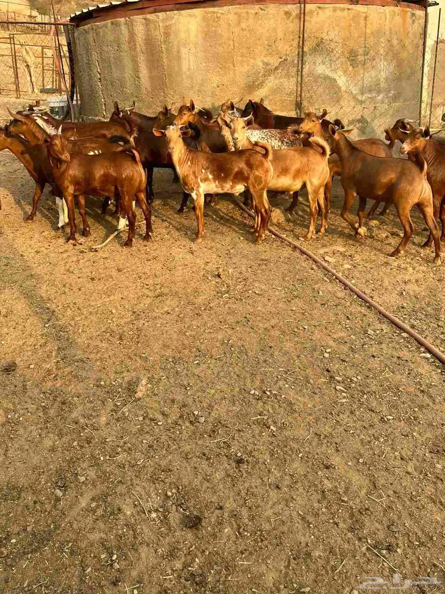 تيوس مناسبات دهم 1