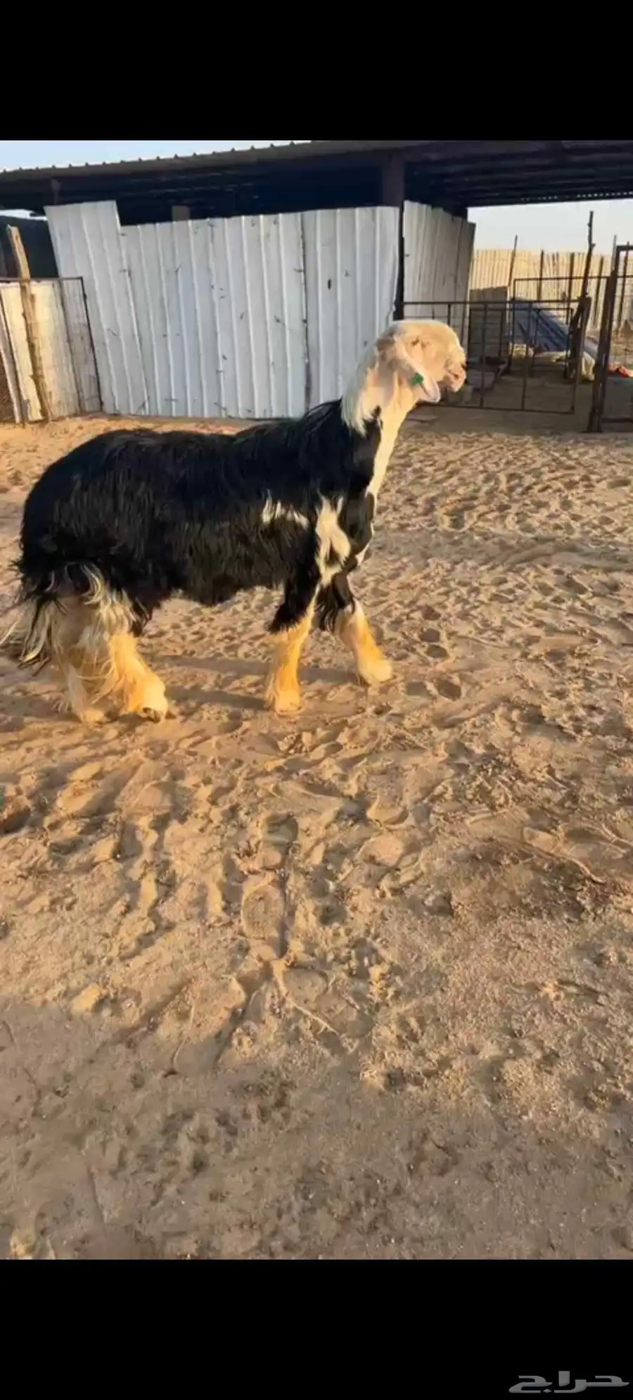 خروف فحل نجدي اسمر 0