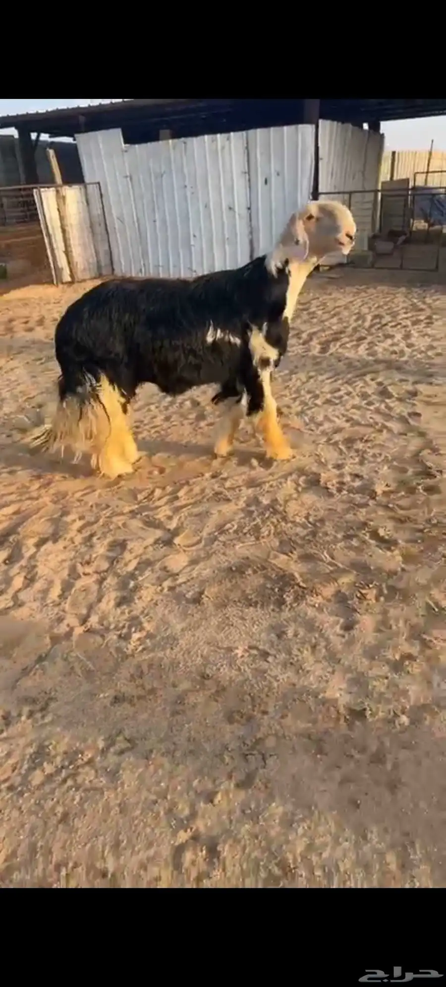 خروف فحل نجدي اسمر 3