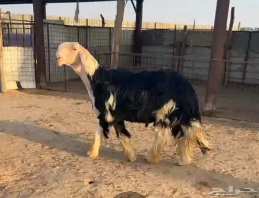 خروف فحل نجدي اسمر 1