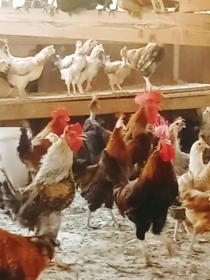 دجاج بلدى بياض 1