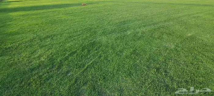 ثيل سي2000 إنجيلة 5