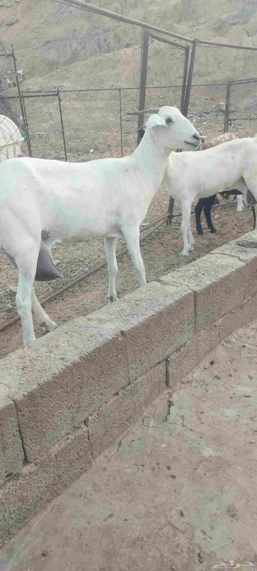 عنز للبيع 0