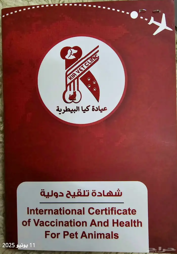 ذكر سكوتش تربل فولد بيور ( تم البيع ) 3