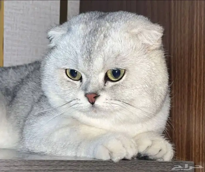 ذكر سكوتش تربل فولد بيور ( تم البيع ) 1