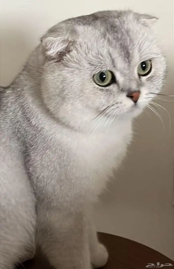 ذكر سكوتش تربل فولد بيور ( تم البيع ) 0