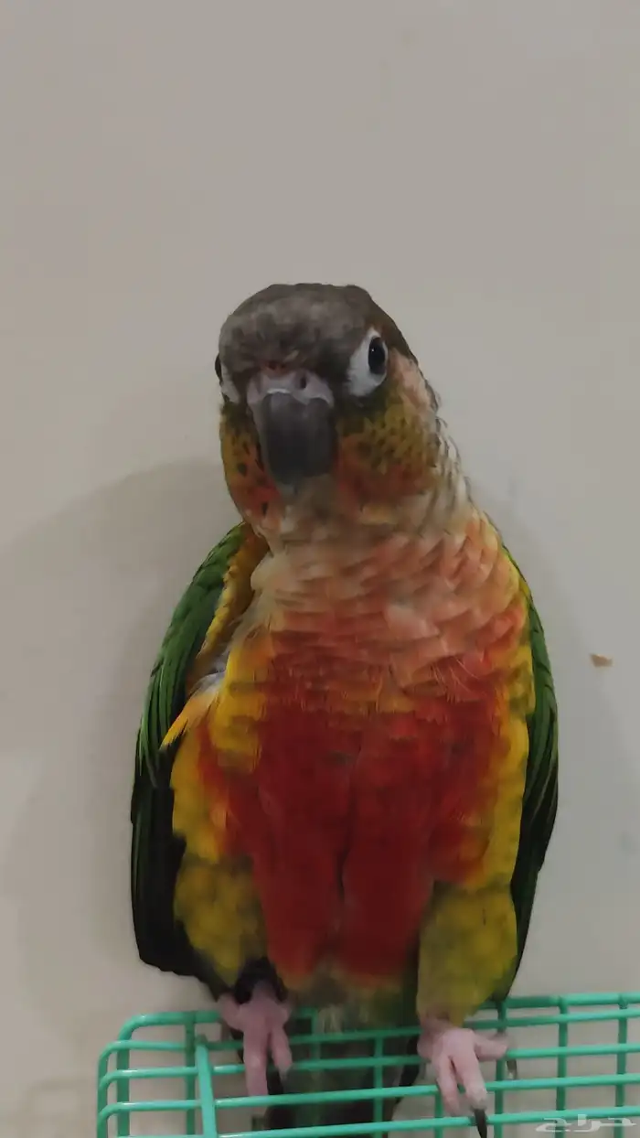 طير الكنيور 1