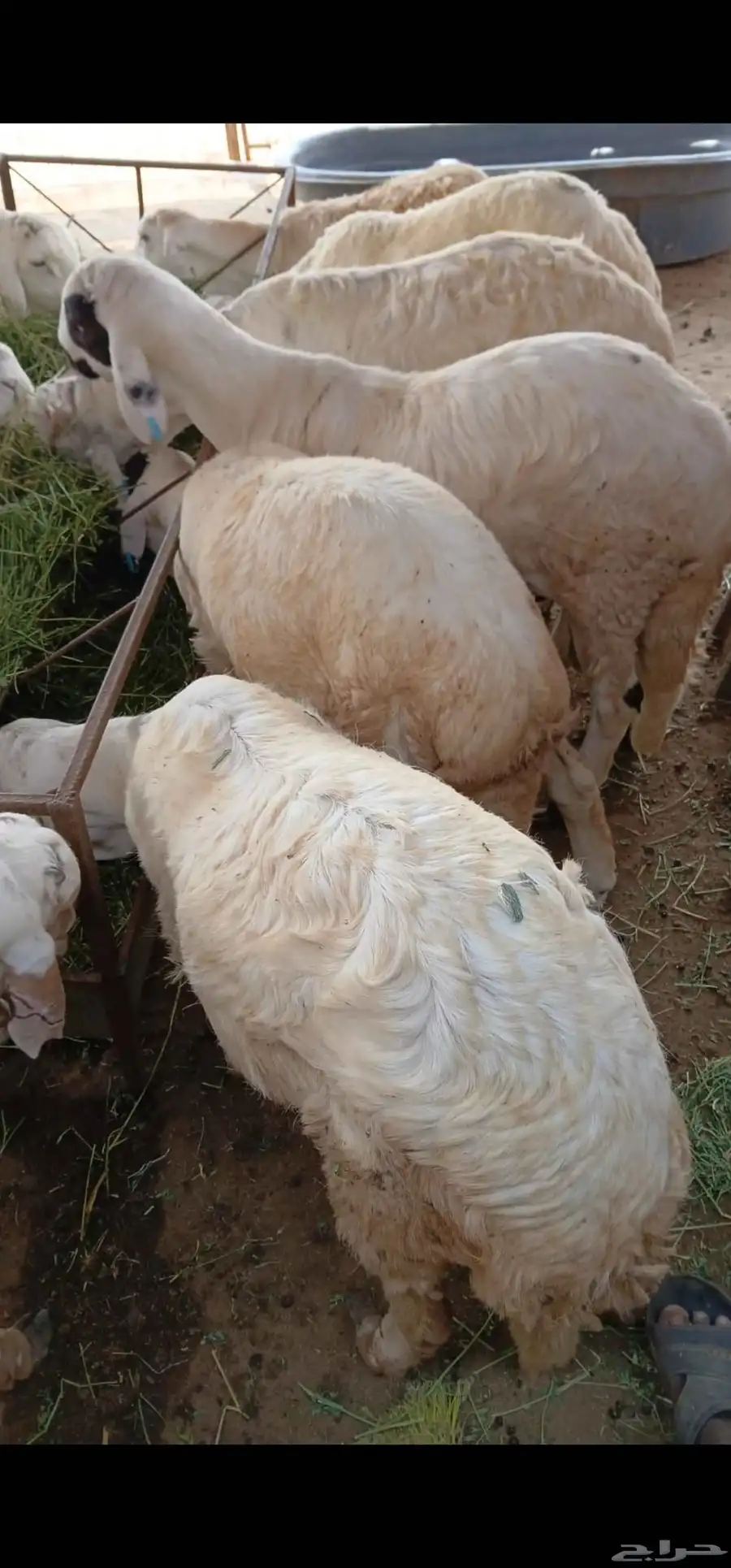 طليان سواكن مرباة 3 شهور 0