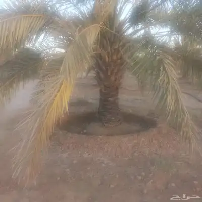 يوجد لدينا جميع ارسل نخيل 6