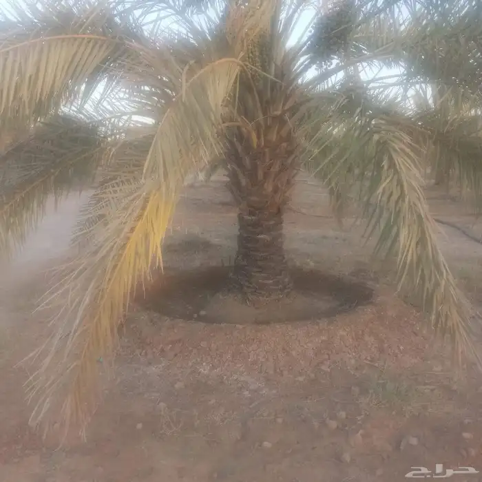 يوجد لدينا جميع ارسل نخيل 6