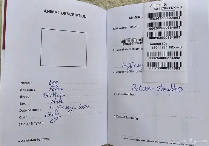 ذكر سكوتش تربل فولد بيور ( تم البيع ) 5