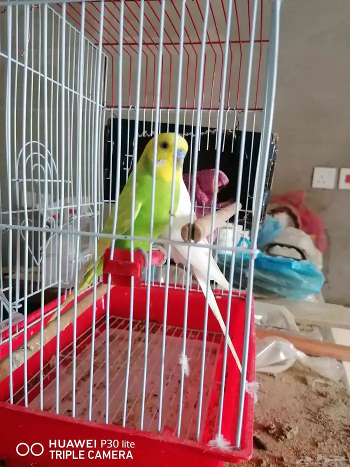 زوج طيور الحب الصحه ممتازة والون مميز 0