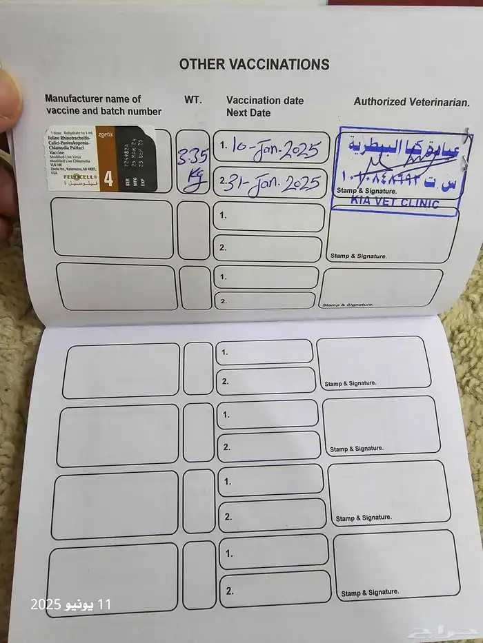 ذكر سكوتش تربل فولد بيور ( تم البيع ) 6