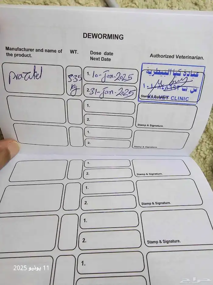 ذكر سكوتش تربل فولد بيور ( تم البيع ) 8