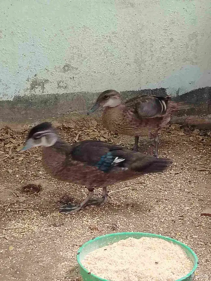 جوز ود دك شباب 0
