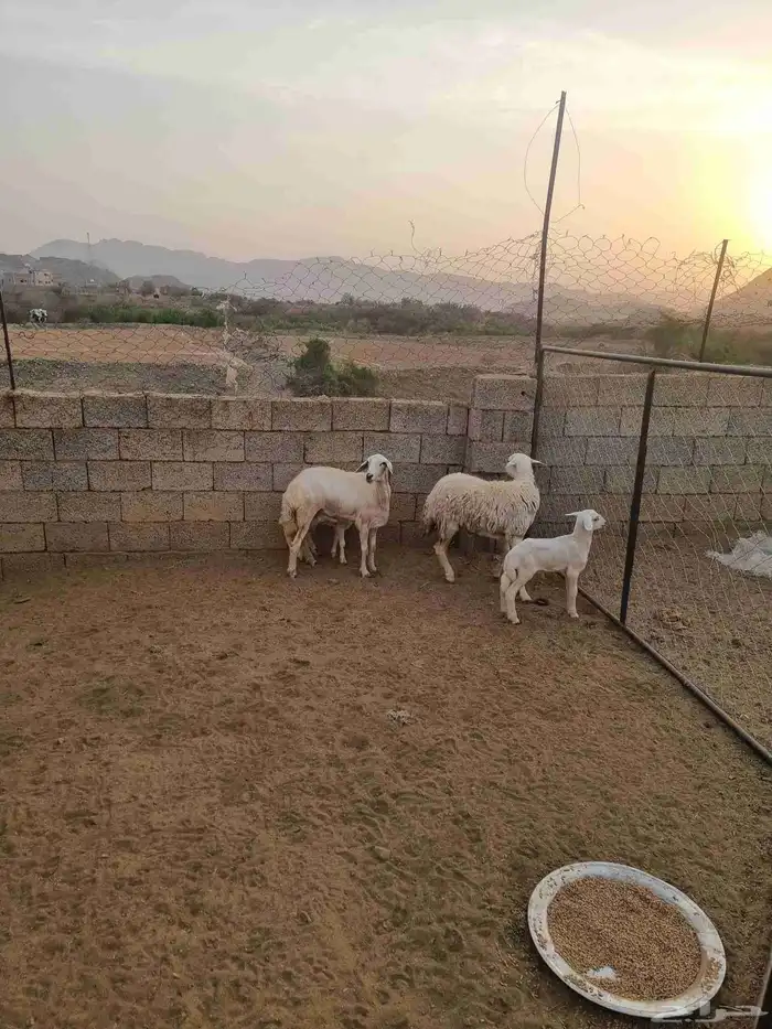 ثنتين ضان ثنية ورباع متابيع  تابي 4