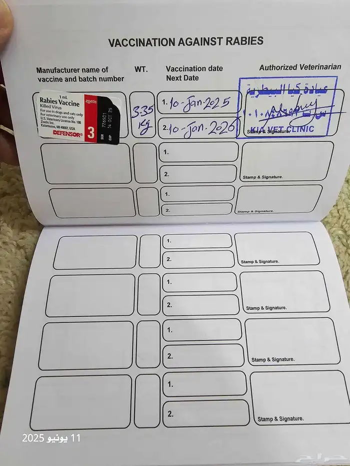 ذكر سكوتش تربل فولد بيور ( تم البيع ) 7