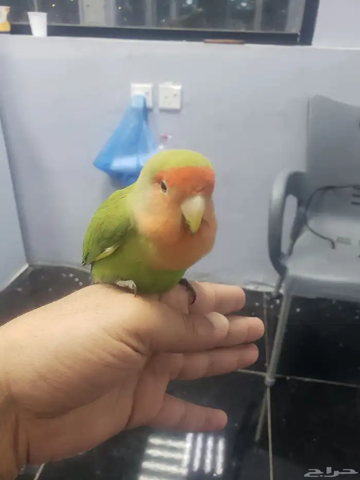 ببغاء صغير للبيع 0