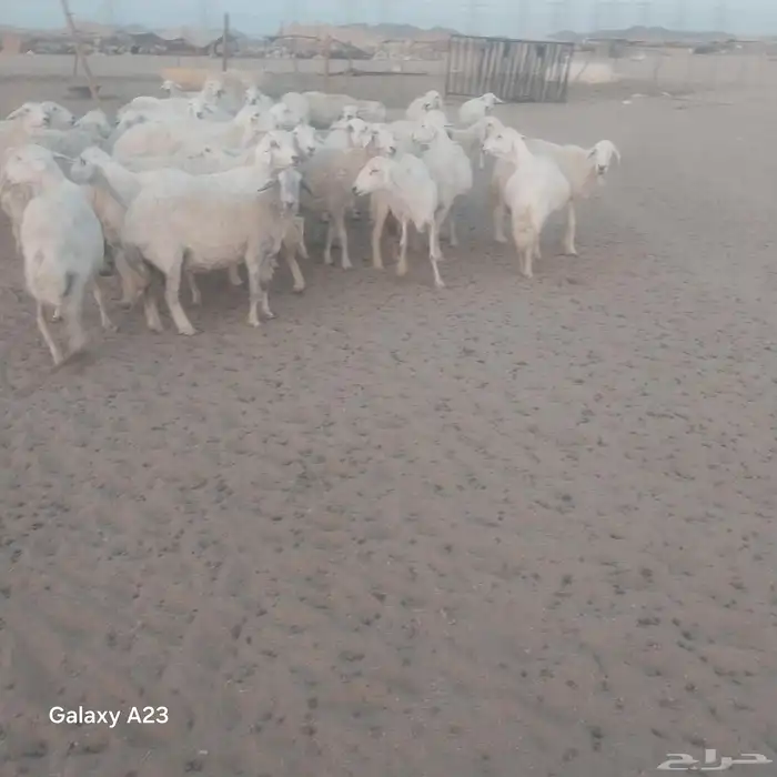 أعرض لكم غنم حريات عددها 33 تحتها 2 2