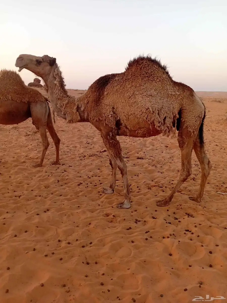 4 القحات شعل وثنتين ضرايب كلهن هديات الا وحده 1