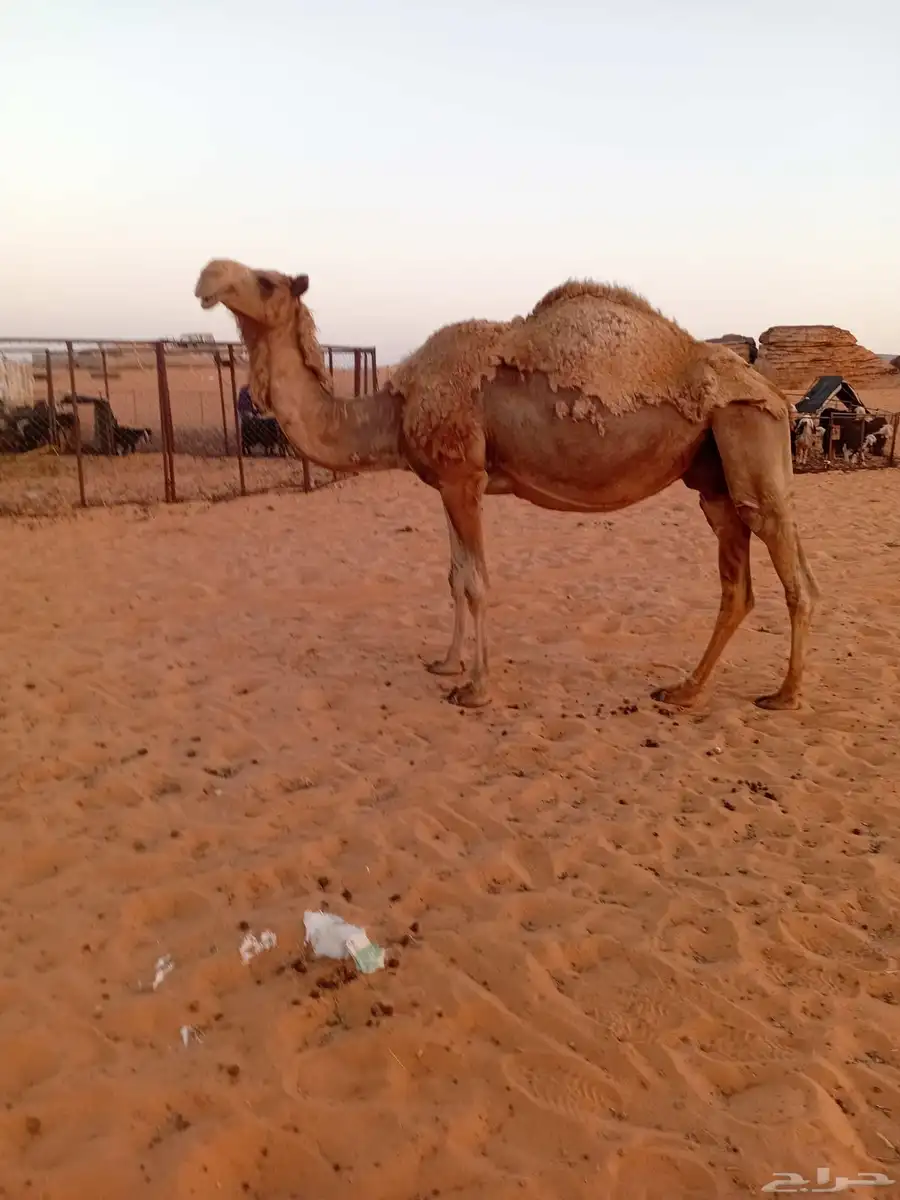 4 القحات شعل وثنتين ضرايب كلهن هديات الا وحده 0