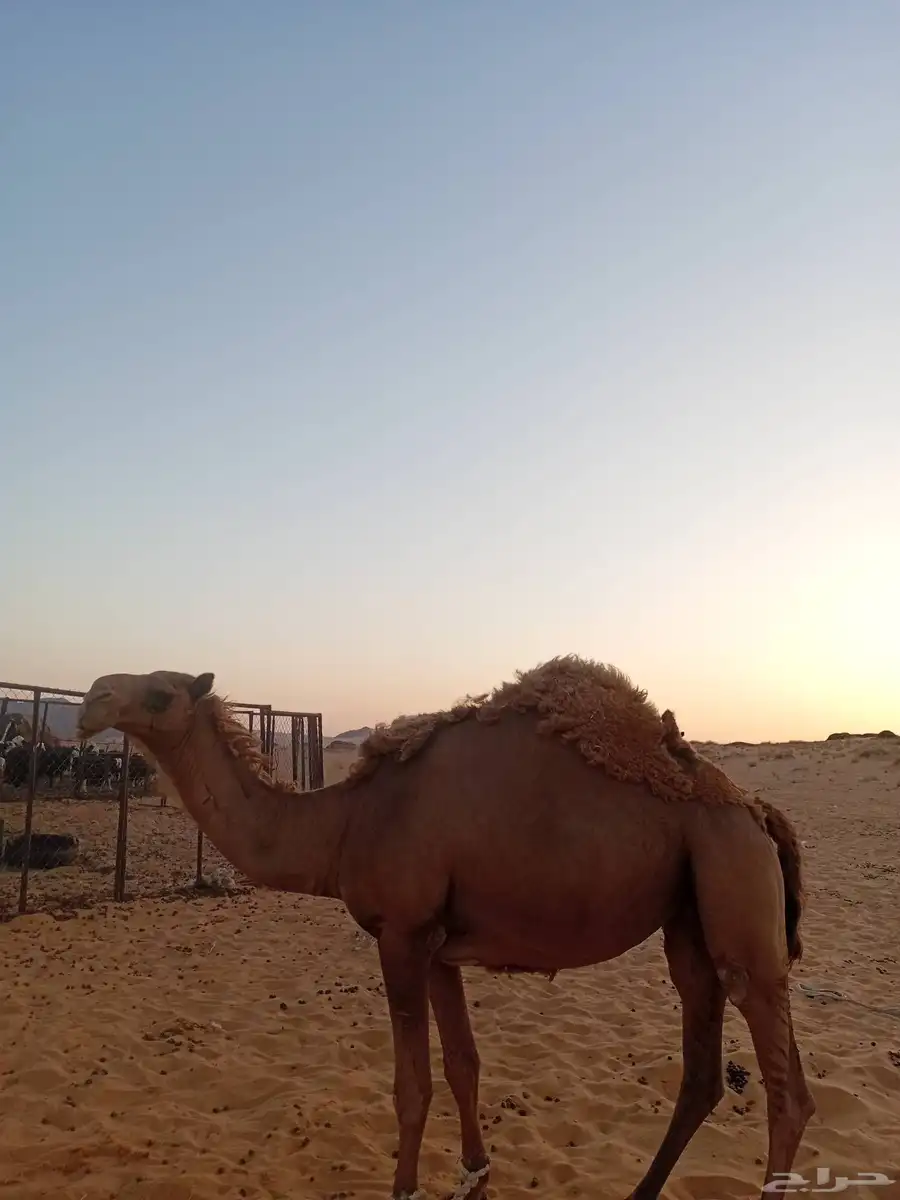 4 القحات شعل وثنتين ضرايب كلهن هديات الا وحده 3