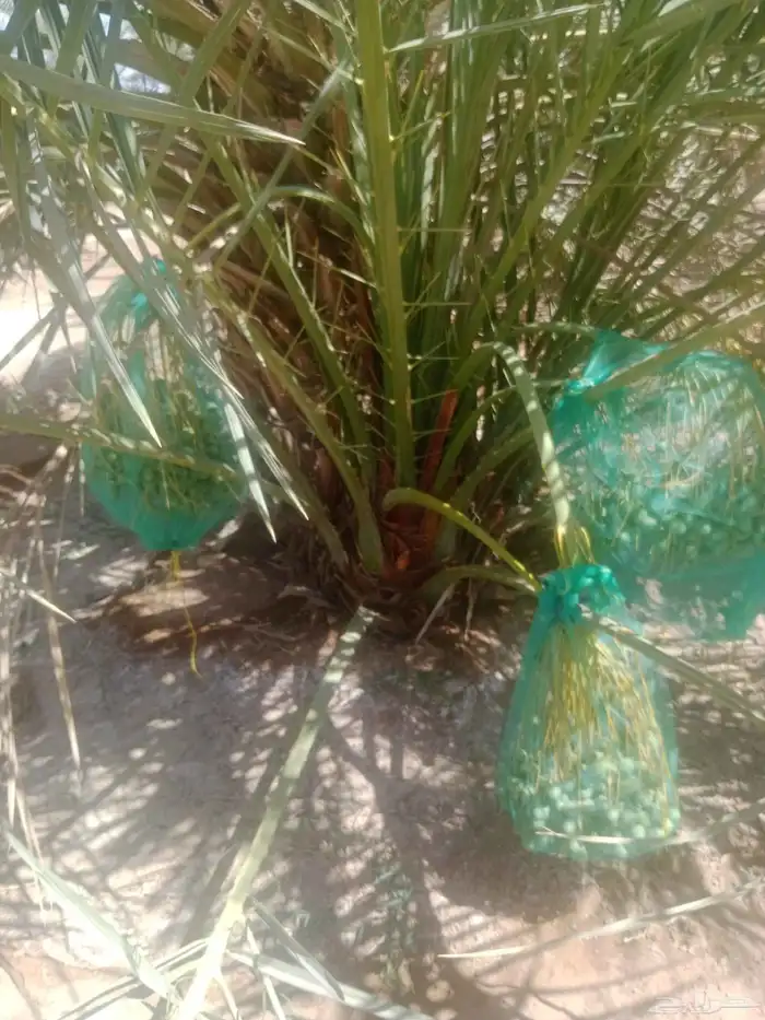 فسائل مجدول صقعي إخلاص 5